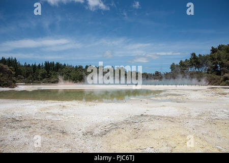 Champagner Pool und mineralische Ablagerungen mit üppigem Grün im Wai-o-Tapu geothermische Gebiet in Rotorua, Neuseeland Stockfoto