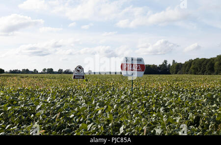 Ein Sojafeld mit einem "Pionier" sojabohne Marke anmelden möchten, in das Feld gepflanzt. Stockfoto