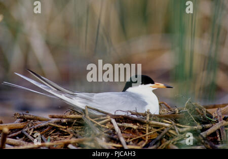 Forster tern (Sterna forsteri) am Nest in östliche Idaho Stockfoto