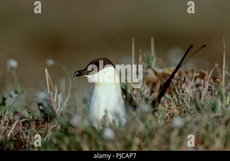 Long-tailed jaeger (Eulen longicaudis) am Nest in der Nähe von Nome, Alaska Stockfoto