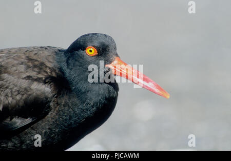 Amerikanische Schwarze Austernfischer (Haematopus Nenagiak bachmani), Insel, Katmai National Park, Alaska Stockfoto