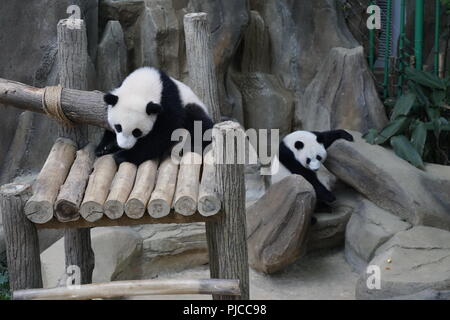 Panda Conservation Centre National Zoo, Malaysia Stockfoto