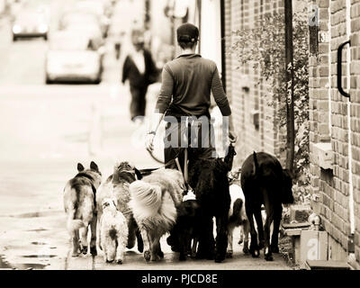 Mädchen wallking viele Hunde, Sepia, street photography, zurück, große Hunde Stockfoto