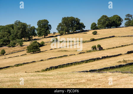 Die Reste des verfallenen Scheune stand inmitten von Feldern geerntete Heu und Schafe auf der Weide, die von traditionellen Trockenmauern in der Derbyshire Peak D markiert Stockfoto