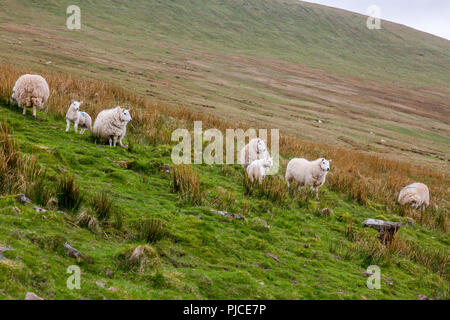 Eine Schafherde an den Hängen des Pen-y-Fan, dem höchsten Punkt der Brecon Beacons und im südlichen England, Powys, Wales, Großbritannien Stockfoto