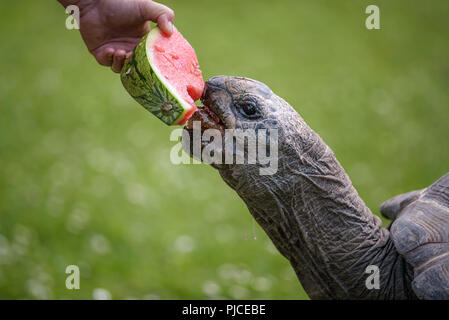 Hand eine riesige Schildkröte Fütterung mit einer Wassermelone Stockfoto