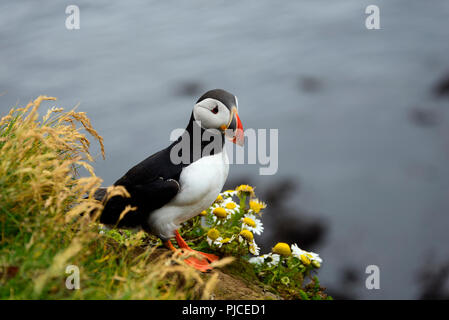 Parrot Diver, Alken, Papageitaucher, Latrabjarg, Westfjorde, Island, (Fratercula arctica), Papageitaucher, Alken, Westfjorde, Insel Stockfoto