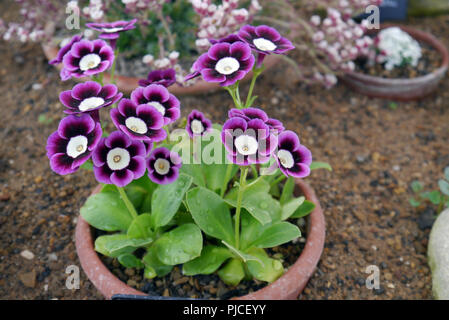 Primel Primula aurikel (Hazel) auf der Anzeige in der Alpinen Gewächshaus, an RHS Garden Harlow Carr, Harrogate, Yorkshire. UK. Stockfoto