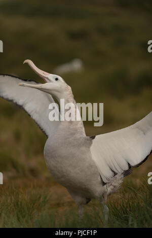 Eine junge weibliche Wanderalbatross (Diomedia exulans) Anzeige auf Bird Island, South Georgia, Antarktis Stockfoto