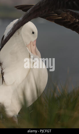 Ein erwachsenes Männchen Wanderalbatross (Diomedia exulans) vordere Putzen als Teil einer Zucht auf Bird Island, South Georgia, Antarktis Stockfoto