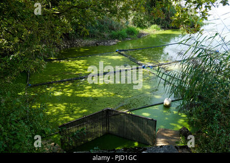 Grand Turlet Teich, Villars les Dombes, Frankreich Stockfoto