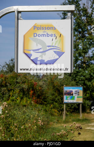 Fischzucht, Dombes Teichen in der Nähe von Villars les Dombes, Ain, Frankreich Stockfoto