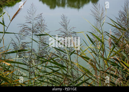 Grand Turlet Teich, Villars les Dombes, Frankreich Stockfoto