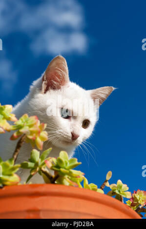 Low Angle Blick auf einen schönen, weißen Odd eyed Kätzchen in einem Blumentopf sitzen vor blauem Himmel Stockfoto