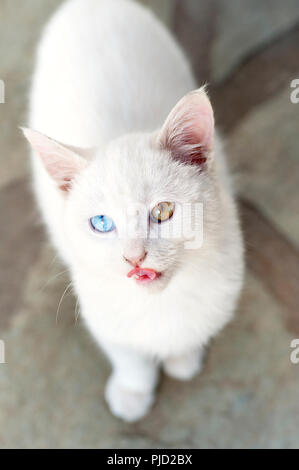 Hohe Betrachtungswinkel und einer schönen weißen Odd eyed Kätzchen suchen an Kamera Stockfoto