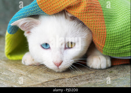 Schönen weißen Odd eyed Katze versteckt sich unter Fabric Stockfoto