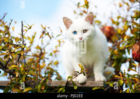 Schönen weißen Odd eyed Kätzchen sitzen auf dem Baum mit falllaub gegen den blauen Himmel Stockfoto