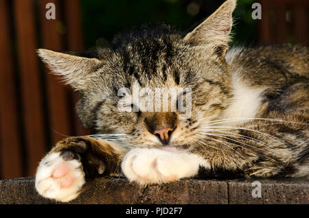 Nahaufnahme einer schlafenden Katze Stockfoto