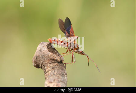 Eine hübsche Western Nadelbaum Same Bug (Leptoglossus occidentalis) Coreidae Anzeige auf einen Zweig. Stockfoto