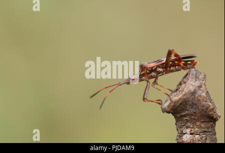 Eine hübsche Western Nadelbaum Same Bug (Leptoglossus occidentalis) Coreidae Anzeige auf einen Zweig. Stockfoto