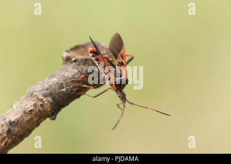 Eine hübsche Western Nadelbaum Same Bug (Leptoglossus occidentalis) Coreidae Anzeige auf einen Zweig. Stockfoto