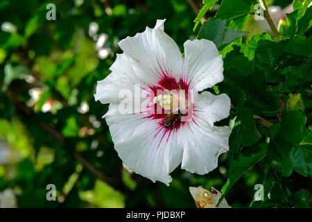 Voll erblühte weißen Hibiskus Blume besucht, ein Nektar, die Biene, Nahaufnahme mit grünem Hintergrund Stockfoto