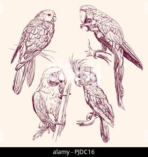 Parrot set isoliert Hand gezeichnet Vector Illustration Stock Vektor