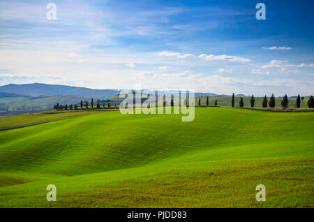 Panoramablick über ein Feld mit Zypressen in der Toskana, Italien. Stockfoto