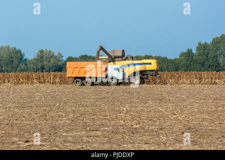 Erntemaschinen Ernte gereift Sonnenblumen auf einem Feld. Die Ölproduktion Konzept in der Landwirtschaft Stockfoto