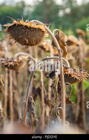 Nahaufnahme der gereifte Sonnenblumen bereit für die Ernte auf dem Feld. Die Ölproduktion Konzept in der Landwirtschaft Stockfoto