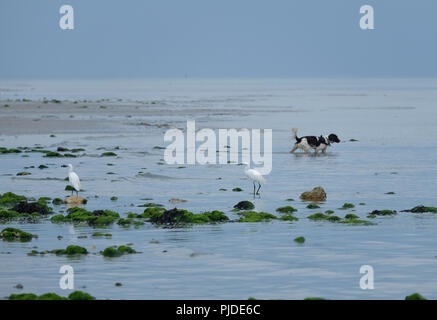 Kleine Reiher durch Hund während der nahrungssuche unter Felsenpools bei Ebbe auf East Preston beach gestört wird, West Sussex Stockfoto