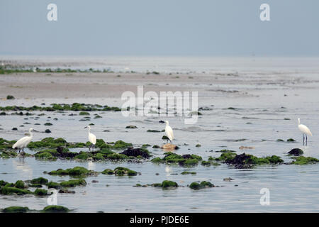 Kleine Reiher nahrungssuche unter Felsenpools bei Ebbe auf East Preston Beach, West Sussex Stockfoto