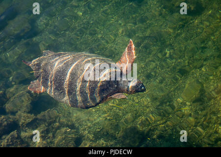 Meeresschildkröte Caretta caretta in der Bucht von Argostoli auf der griechischen Insel Kefalonia Stockfoto