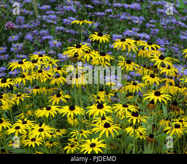 Rudbeckia Gold sturm und Michaelmas daises in Garten Grenze Stockfoto