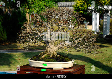 Bonsai Baum Display für öffentliche in Royal Floria Putrajaya Garten in Putrajaya, Malaysia. Stockfoto