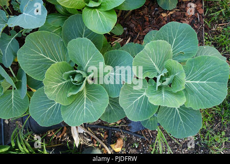 Bepflanzung Kohl auf Gemüsebeet Stockfoto