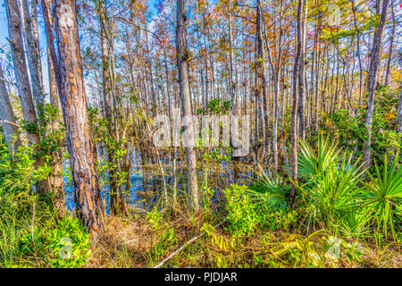 Everglades National Park im Januar, Florida auf klarer Morgen Stockfoto