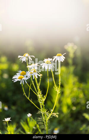 Eine kleine Gruppe von Daisy's Rühren im Licht Sommer Brise. Stockfoto