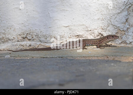 Balkan Wand Eidechse (Podarcis taurica) Stockfoto