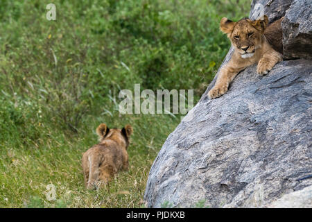 Zwei Löwinnen (Panthera leo) eine auf einem KOPJE und einen Fuß in das Gras, Seronera, Serengeti National Park, Tansania Stockfoto