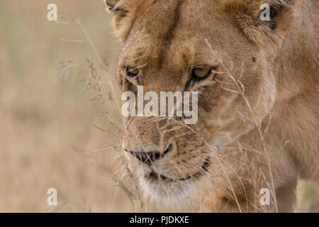 Nahaufnahme, Porträt einer Löwin (Panthera leo) wandern, Seronera, Serengeti National Park, Tansania Stockfoto