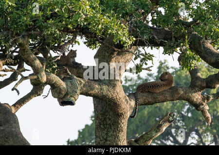 Eine weibliche Leopard (Panthera pardus) und seine Cub ruht auf einem Baum, Ndutu, Ngorongoro Conservation Area, Serengeti, Tansania Stockfoto