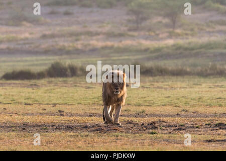 Männliche Löwe (Panthera leo), Ndutu, Ngorongoro Conservation Area, Serengeti, Tansania Stockfoto