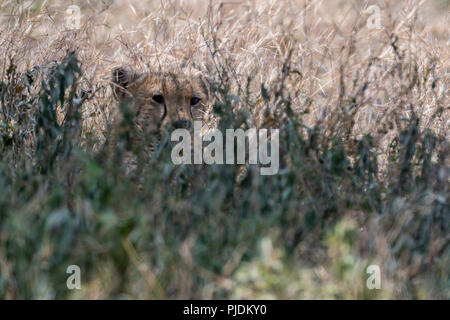 Gepard (Acinonyx jubatus), Ndutu, Ngorongoro Conservation Area, Serengeti, Tansania Stockfoto