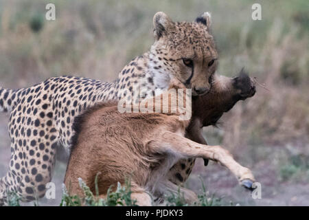 Geparden Töten eines Blue Wildebeest Kalb, Ndutu, Ngorongoro Conservation Area, Serengeti, Tansania Stockfoto