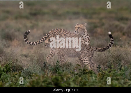 Einen weiblichen Geparden (Acinonyx jubatus) und seine cub Sparring, Ndutu, Ngorongoro Conservation Area, Serengeti, Tansania Stockfoto