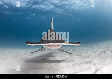 Große Hammerhai, Alice Town, Bimini, Bahamas Stockfoto