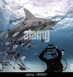 Taucher machen Fotos von großer Hammerhai, Alice Town, Bimini, Bahamas Stockfoto