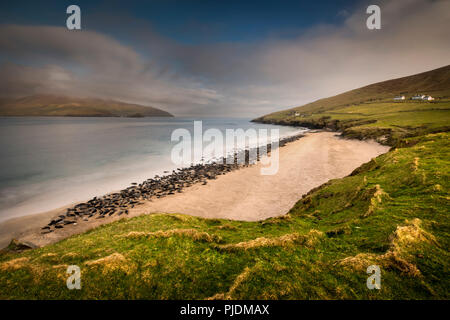 Grau Robbenkolonie auf Great Blasket Strand, Blasket Islands, Irland Stockfoto