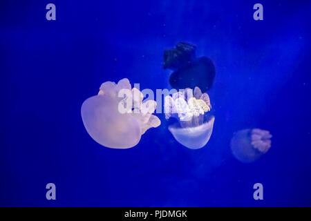 Quallen Schwimmen im aquarium Stockfoto